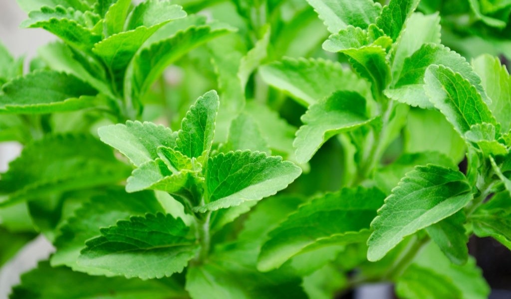 What is stevia?
