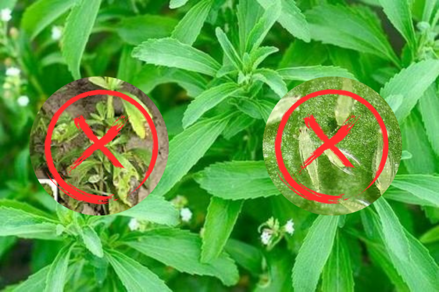 How to protect stevia from diseases and pests?